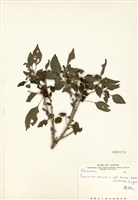 藏品(辣椒)的圖片